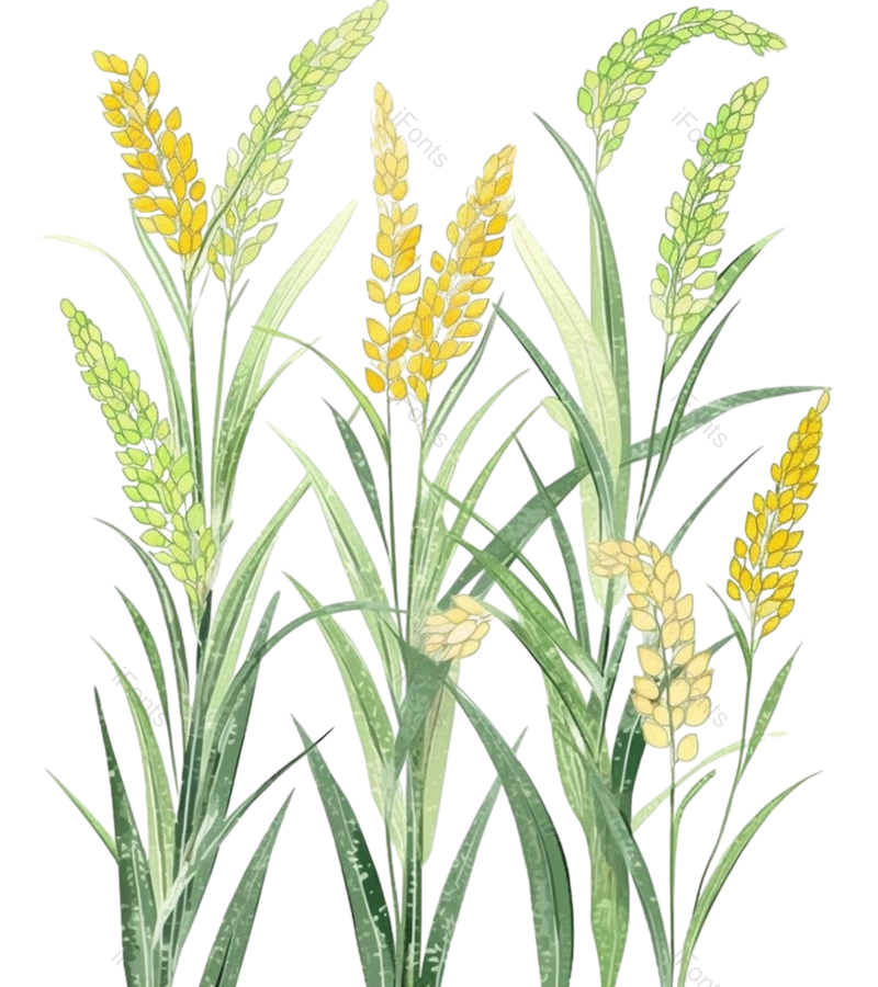 叶子图片,装饰元素,芒种PNG,麦子免抠素材